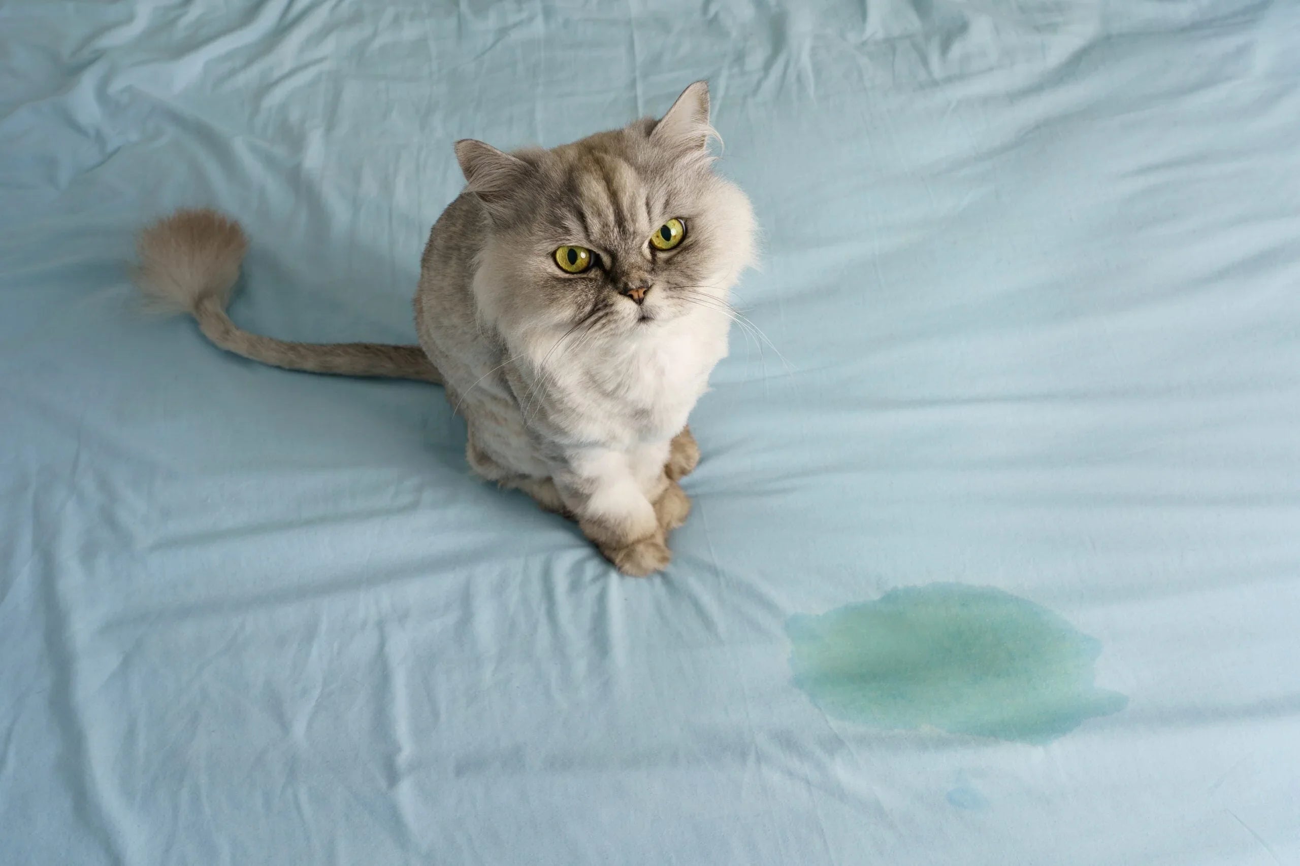 Gray fluffy cat with yellow eyes sitting on blue bed sheet with visible wet urine stain