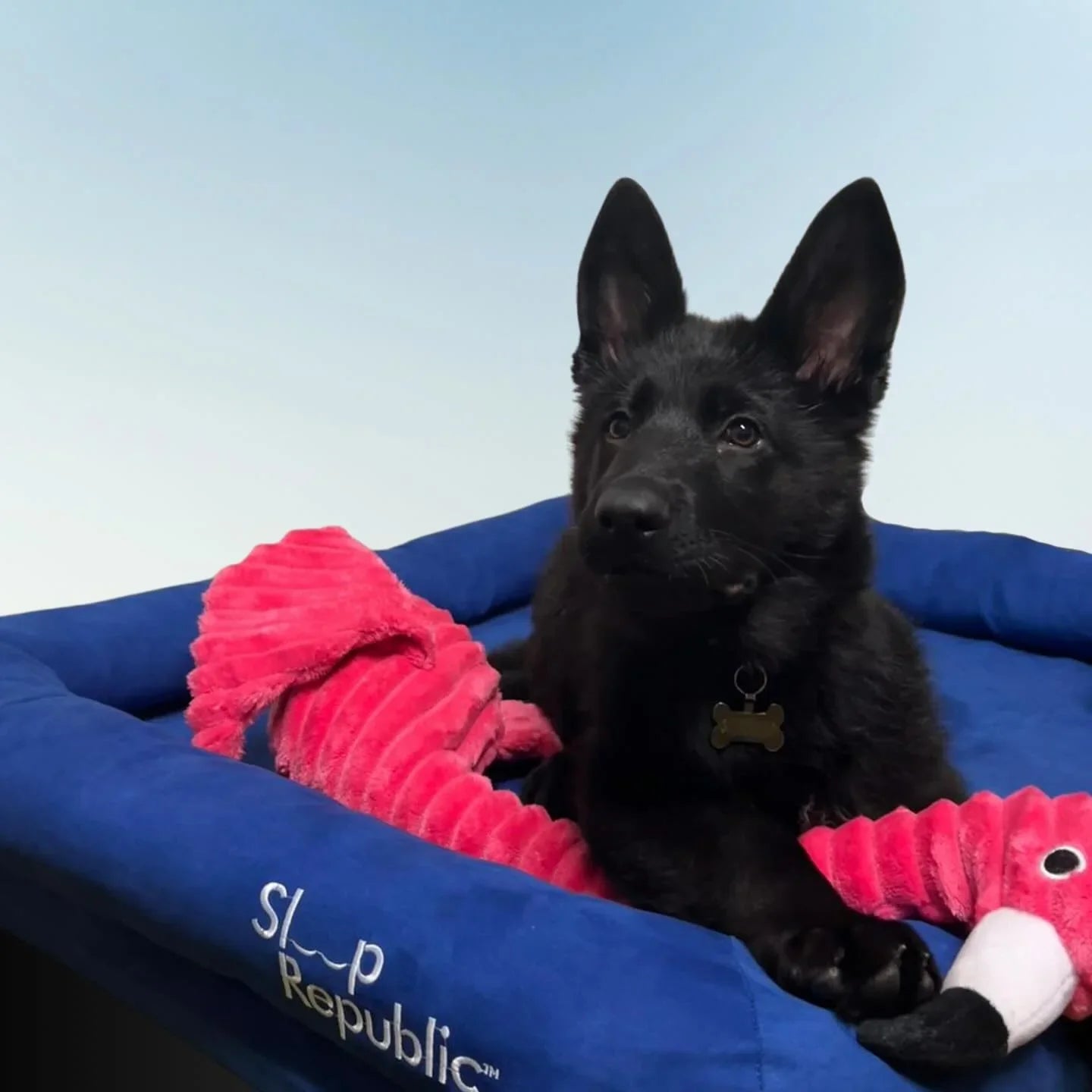 Sleep Republic Dog Bed - Sleep Republic