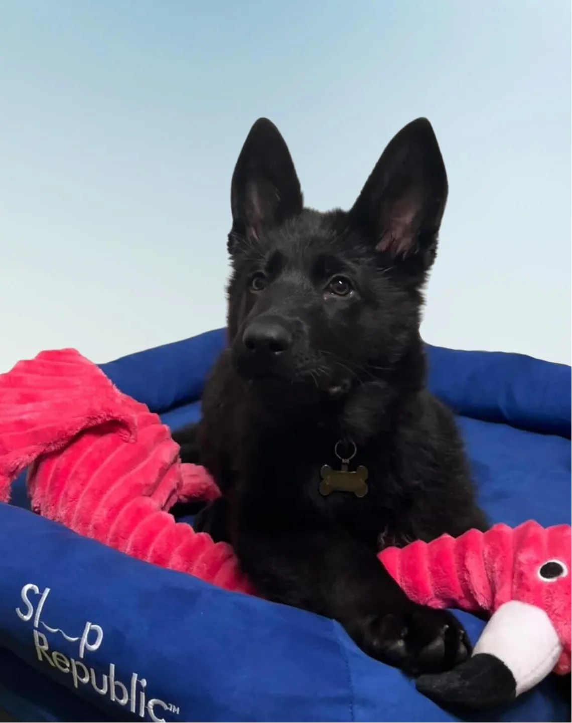 Sleep Republic Dog Bed - Sleep Republic