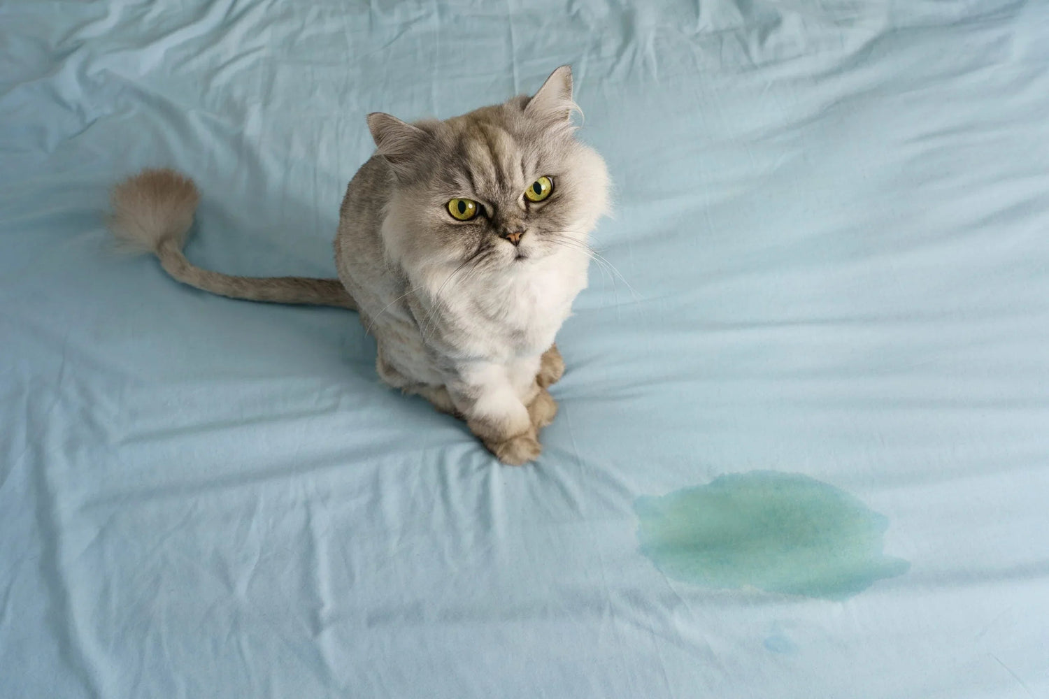 Gray fluffy cat with yellow eyes sitting on blue bed sheet with visible wet urine stain